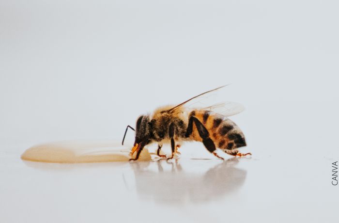 Foto de una abeja tomando un líquido amarillo