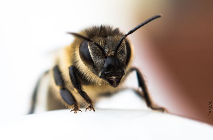 Foto de una abeja