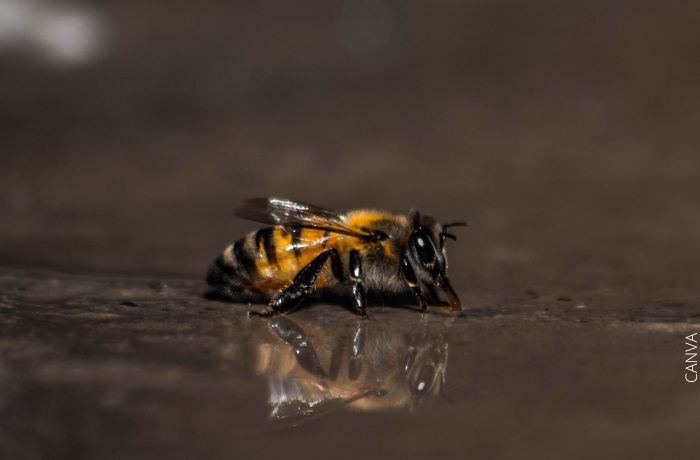 Foto de una abeja tomando agua en el suelo