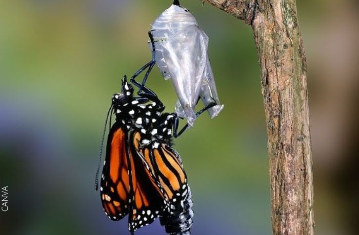 Foto de una mariposa saliendo de su crisálida