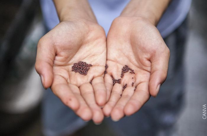 Foto de una manos con semillas de mostaza negra