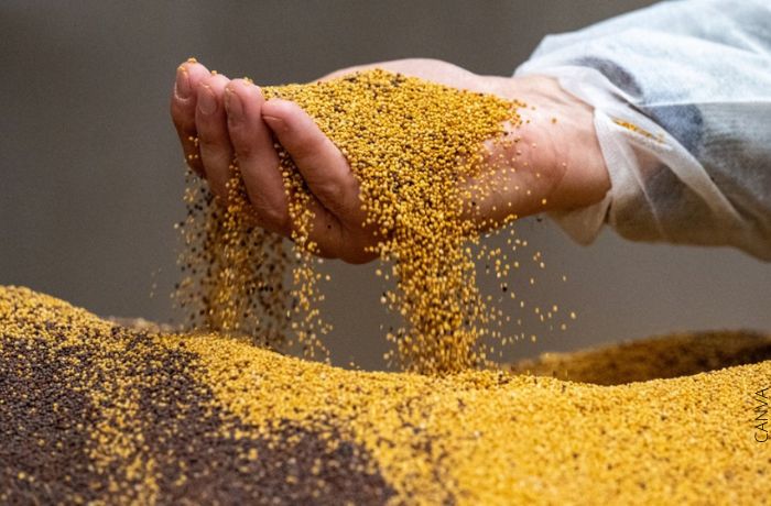 Foto de una mano dejando caer un puñado de semillas de mostaza