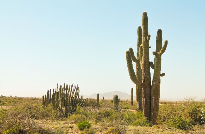 Foto de un cactus en el desierto