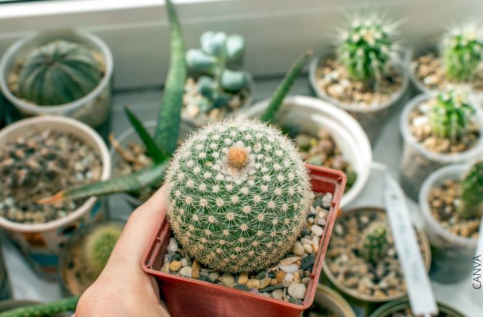 Foto de un cactus pequeño en una maceta
