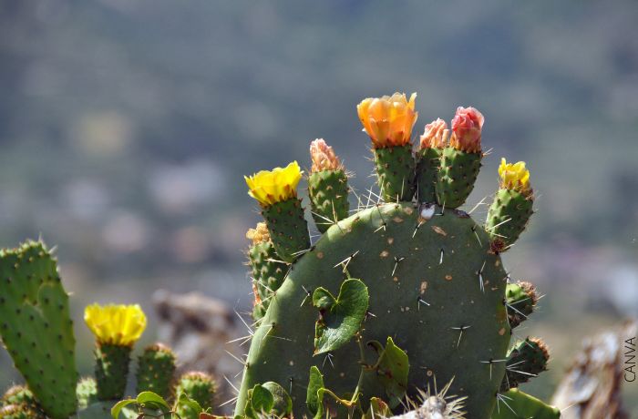 Foto de un cactus con espinas y flores