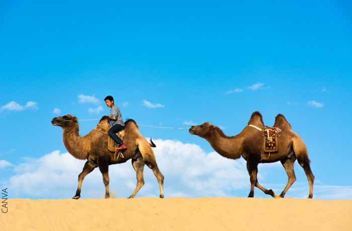 Foto de dos camellos