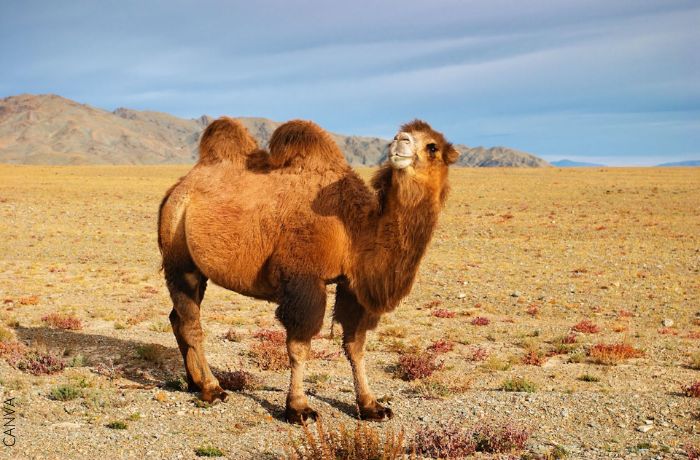 Foto de un camello