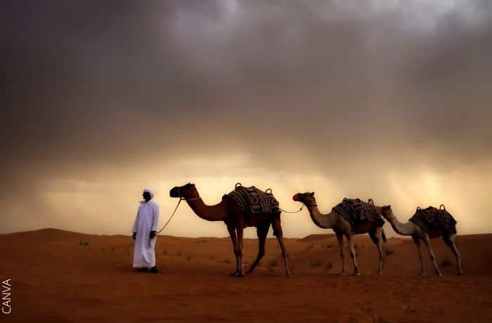 Foto de un hombre caminando con camellos