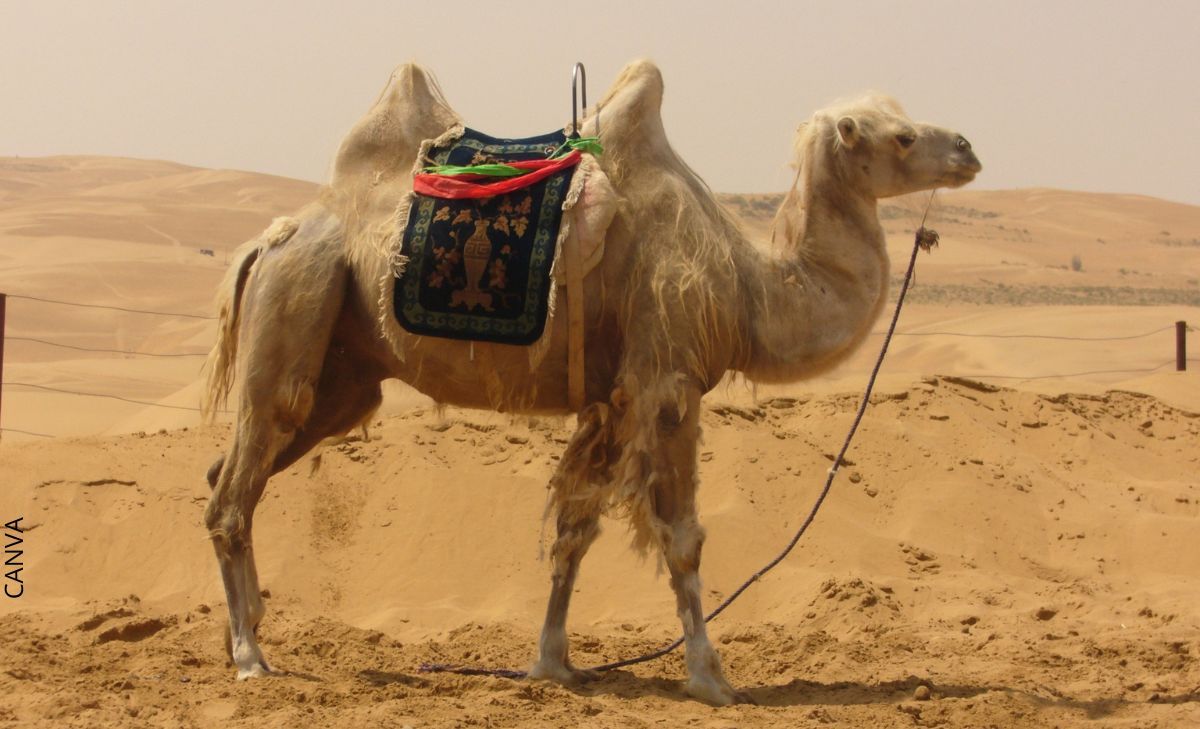 Soñar con camellos muestra tu fortaleza ante los problemas