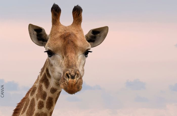 Foto de la cara de una jirafa