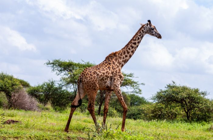 Foto de una jirafa