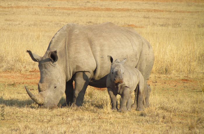 Foto de un rinoceronte con su cría