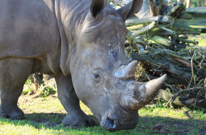 Foto de un rinoceronte