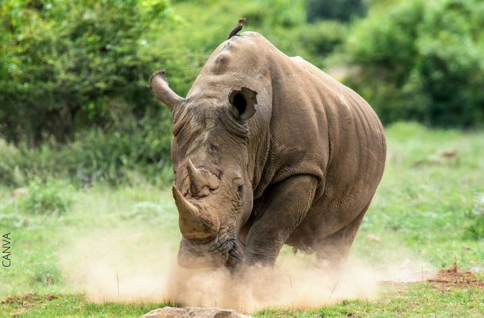 Foto de un rinoceronte corriendo