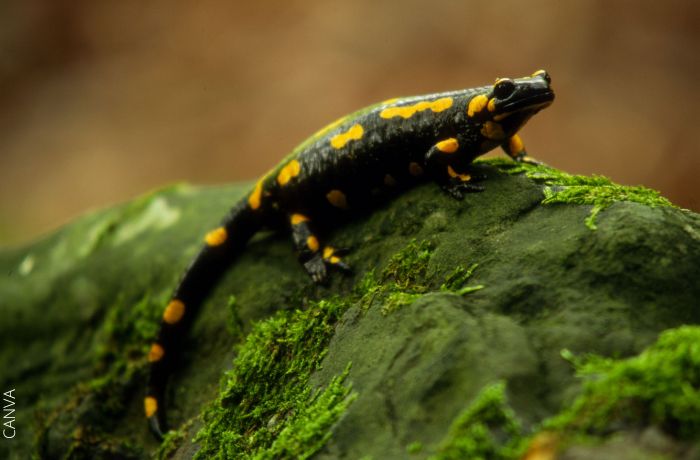 Foto de una salamandra