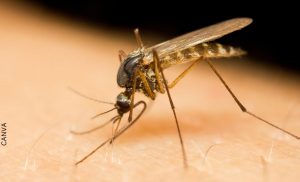 ¿Cómo quitar las picaduras de mosquitos en las piernas?