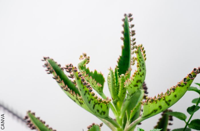 Foto de una planta kalanchoe para ilustrar ¿Para qué sirve el kalanchoe? Trata varias enfermedades