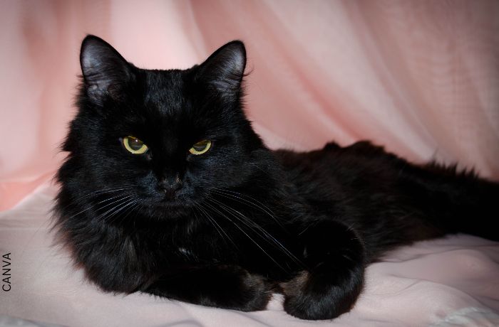 Foto de un gato negro acostado