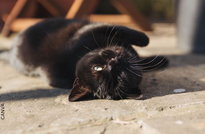 Foto de un gato negro acostado boca arriba