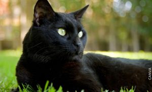 Gato negro: significado de protección y cosas buenas