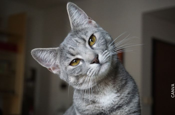 Foto de un gato gris