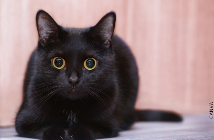 Foto de un gato negro