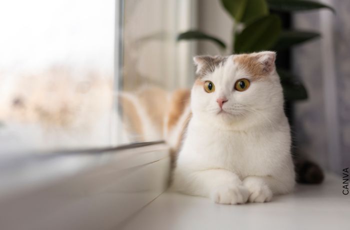 Foto de un gato sentado mirando por la ventana