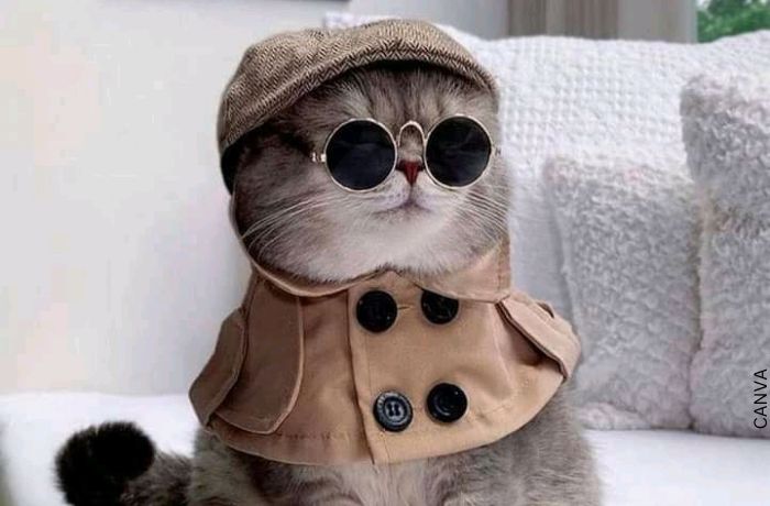 Foto de un gato con gafas negras, abrigo y gorra