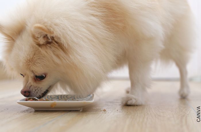 Foto de un perro comiendo