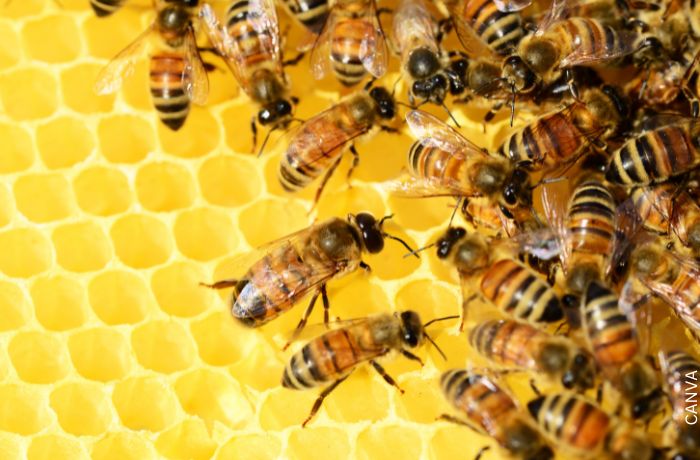 Foto de abejas y miel