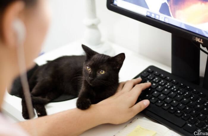 Foto de un gato tocando el brazo de una mujer al computador