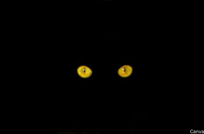 Foto de ojos de gato