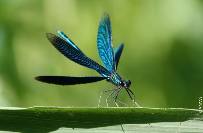 Foto de una libélula azul
