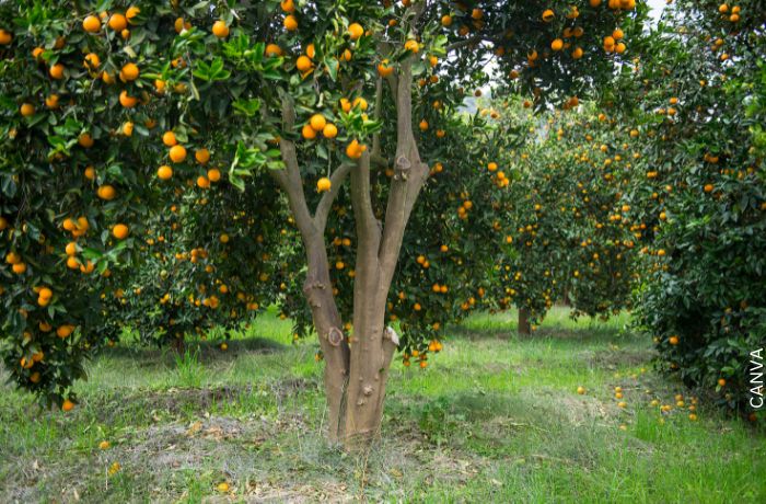 Foto de un árbol de mandarinas