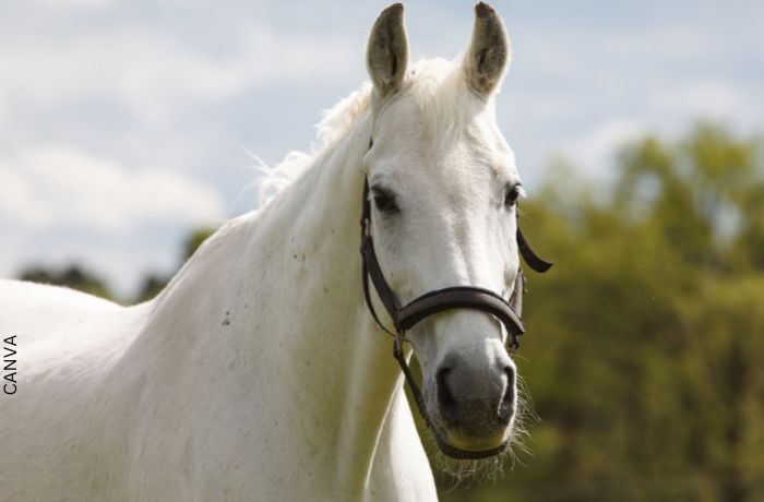 Foto de un caballo blanco