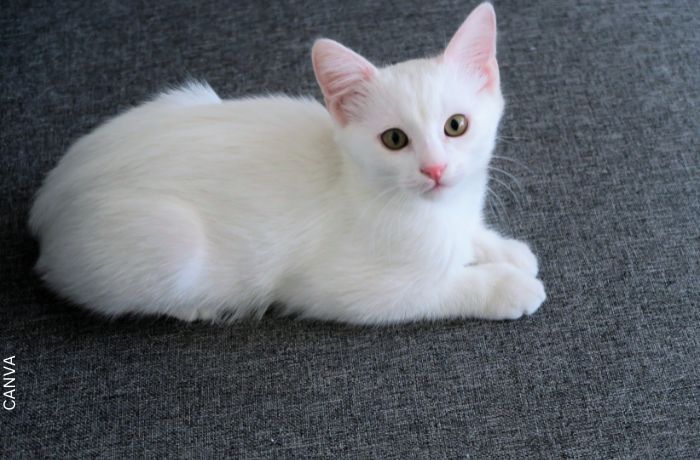 Foto de un gato blanco