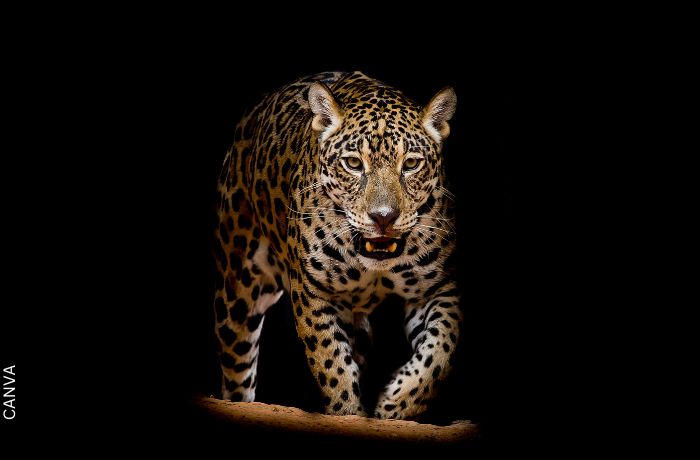 Foto de un jaguar