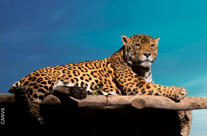 Foto de un jaguar acostado