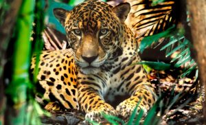 Jaguar: significado espiritual que te sorprenderá