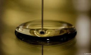 ¿Para qué sirve el aceite de mano de res? ¡Puro colágeno!