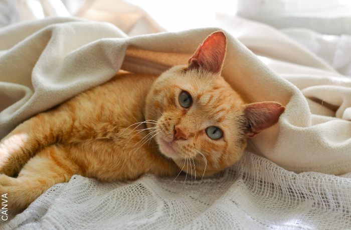Foto de un gato acostado en una cama