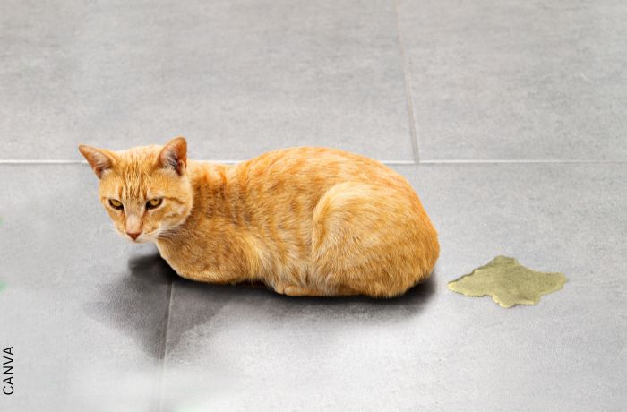 Foto de un gato al lado de su orina