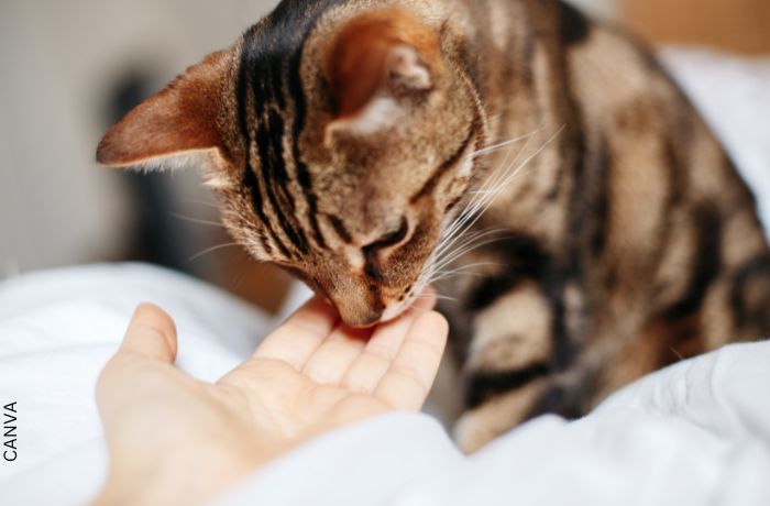 Foto de un gato oliendo la mano de su dueño