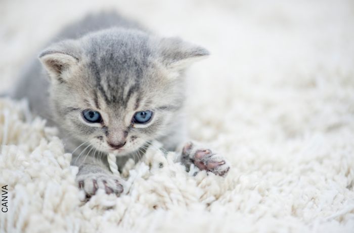 Foto de un gato amasando una cobija