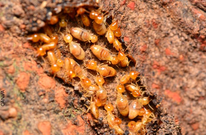 Foto de termitas en madera