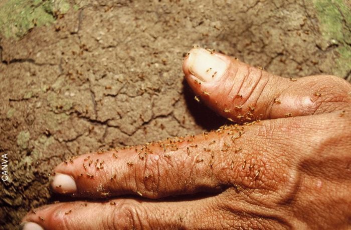 Foto de termitas en una mano