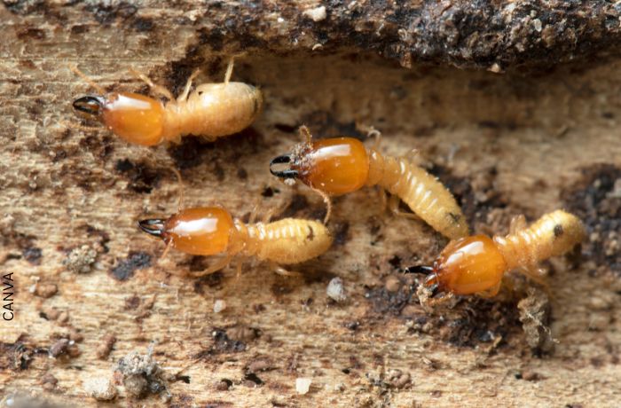 Foto de termitas