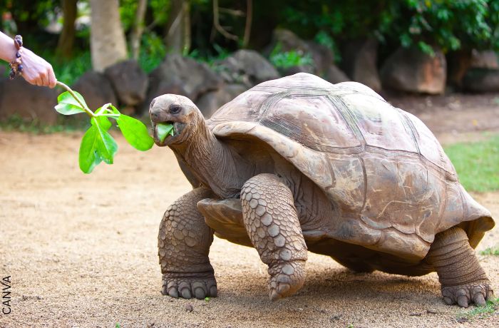Foto de una tortuga comiendo hojas