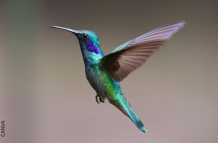 Foto de un colibrí