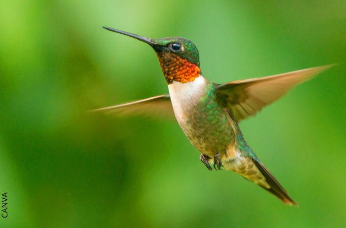Foto de un colibrí de colores